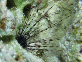 109 Spiny Urchin IMG 6094